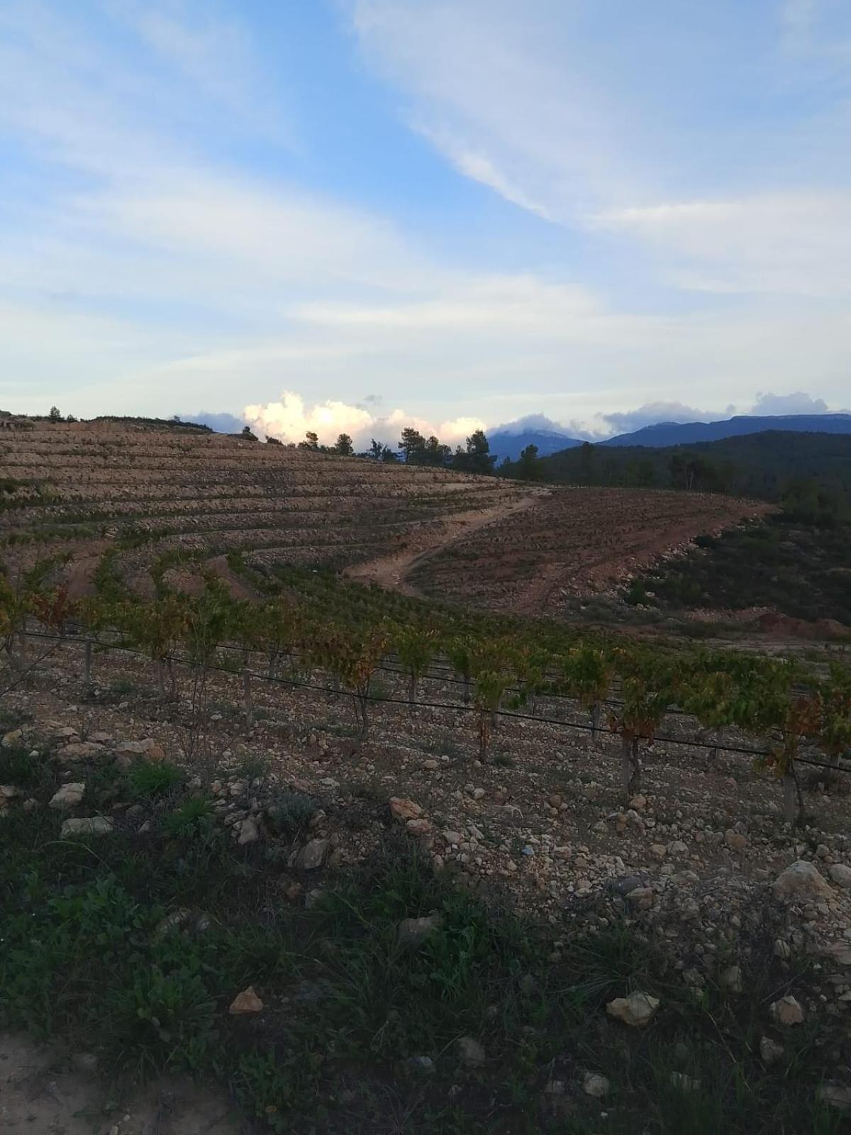 Camins Del Priorat : Ermita Sant Gregori Bis Διαμέρισμα El Masroig Εξωτερικό φωτογραφία
